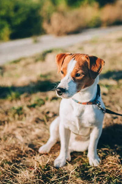 Gün batımından önce çayırda sevimli köpek yavrusu Jack Russell Terrier. Güzel güneşli bir gün.