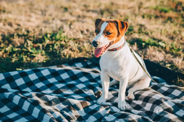 Rozkošné Štěně Jack Russell Terrier Sedí Piknikové Dece Před Západem — Stock fotografie