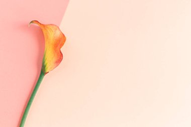 Şeftalili pastel arka planda güzel sarı Calla Lily çiçeği. Düz yatıyordu. Metin için yer.