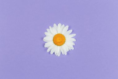 Menekşe renginde güzel beyaz papatya çiçeği. Yaz günleri için tebrik kartı. Mesaj için yer. Yakın plan..