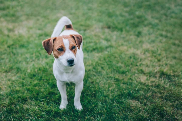 Adorable Chiot Jack Russell Terrier Marchant Sur Une Herbe Verte — Photo