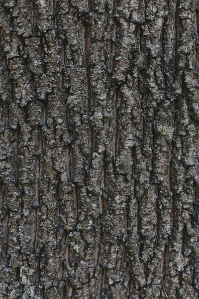 Textura Madeira Escura Fundo Close Lugar Para Texto — Fotografia de Stock