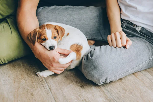 Uroczy Szczeniak Jack Russell Terrier Rękach Właściciela Portret Małego Pieska — Zdjęcie stockowe