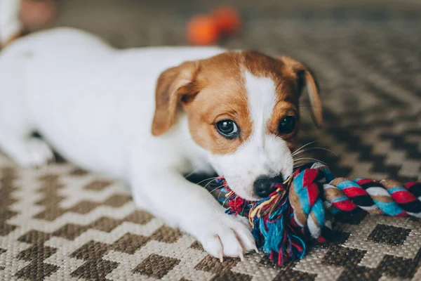 Adorable Chiot Jack Russell Terrier Sur Capet Jouant Avec Jouet — Photo