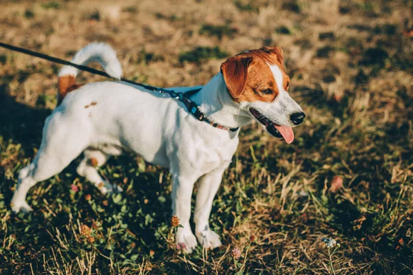 Rozkošné Štěně Jack Russell Terrier Podzimní Louce Před Západem Slunce — Stock fotografie