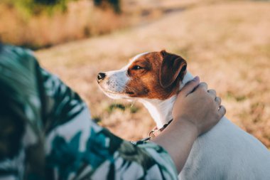 Tapılası köpek yavrusu Jack Russell Terrier, sahibinin eli, sonbahar otlağında oturuyor. Güzel güneşli bir gün.