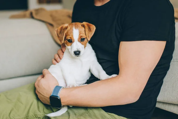 Adorable Chiot Jack Russell Terrier Entre Les Mains Propriétaire Portrait — Photo