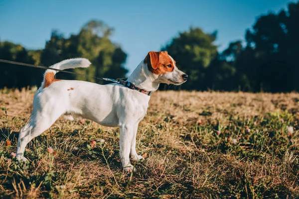 Adorable Chiot Jack Russell Terrier Sur Prairie Automne Avant Coucher — Photo