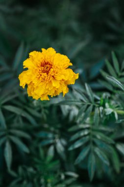 Koyu yeşil arka planda parlak turuncu kadife çiçeği (Tagetes patula). Yakın plan.. 