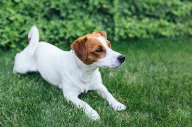 Bahçedeki yeşil çimlerin üzerinde sevimli köpek yavrusu Jack Russell Terrier. Küçük bir köpeğin portresi..