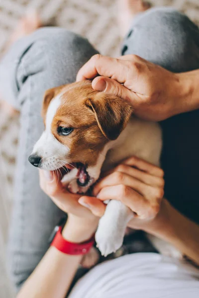 Uroczy Szczeniak Jack Russell Terrier Gra Rękach Właściciela Portret Małego — Zdjęcie stockowe