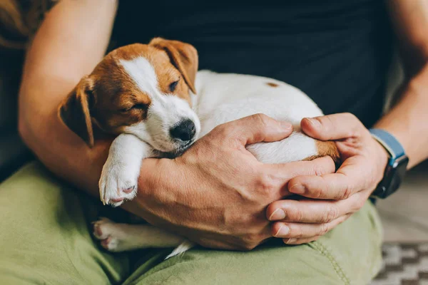 Sevimli köpek yavrusu Jack Russell Terrier sahibinin ellerinde uyuyor. Küçük bir köpeğin portresi.. 