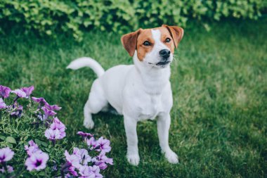 Bahçedeki yeşil çimlerin üzerinde sevimli köpek yavrusu Jack Russell Terrier. Küçük bir köpeğin portresi..