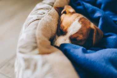 Şirin köpek yavrusu Jack Russell Terrier mavi battaniyesiyle uyuyor. Seçici odak.