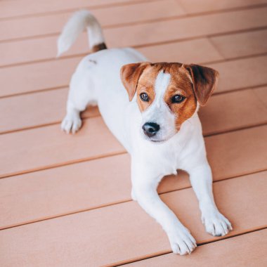 Sevimli köpek yavrusu Jack Russell Terrier ahşap bir zeminde yatıyor. Küçük bir köpeğin portresi..
