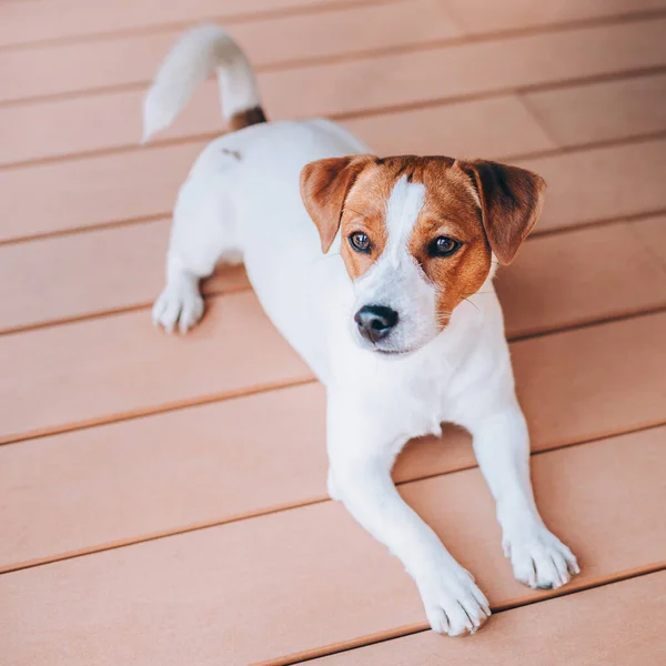 Adorable Chiot Jack Russell Terrier Couché Sur Plancher Bois Portrait — Photo