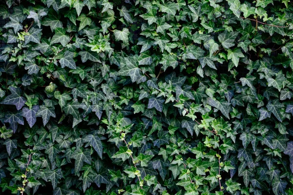 Beau Mur Lierre Vert Dans Jardin Contexte Naturel — Photo