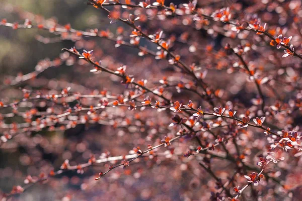 Beautiful bush branches with red leaves in sunlight. Nature background. Selective focus. — Stock Image Beautiful Bush Branches Red Leaves Sunlight Nature Background Selective Focus Royalty Free Stock Photos