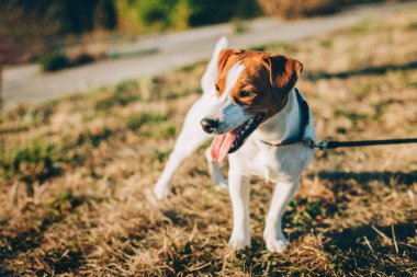 Sevimli köpek yavrusu Jack Russell Terrier gün batımından önce göl kenarındaki çayırda. Güzel güneşli bir gün.