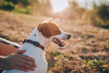 Tapılası köpek yavrusu Jack Russell Terrier, sahibinin eli, sonbahar otlağında oturuyor. Güzel güneşli bir gün.