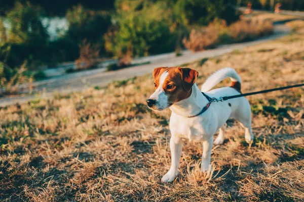 Sevimli köpek yavrusu Jack Russell Terrier gün batımından önce göl kenarındaki çayırda. Güzel güneşli bir gün.