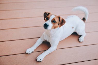 Sevimli köpek yavrusu Jack Russell Terrier ahşap bir zeminde yatıyor. Küçük bir köpeğin portresi..