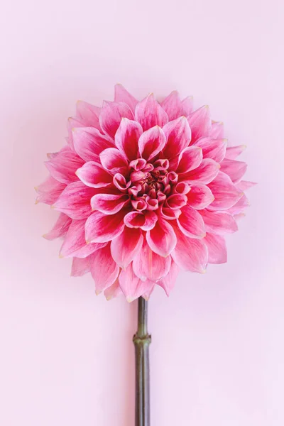 Pembe pastel arka planda muhteşem Dahlia çiçeği. Çiçekli arka plan ya da duvar kağıdı. Düz yatıyordu. Yakın plan..