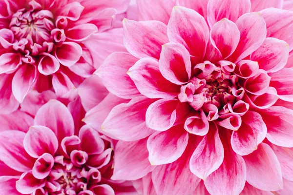 Niesamowite Kwiaty Dahlii Różowym Pastelowym Tle Tło Kwiatowe Lub Tapety — Zdjęcie stockowe