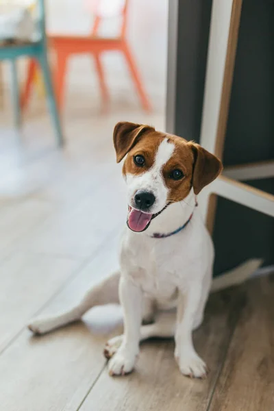 Sevimli köpek yavrusu Jack Russell Terrier ahşap bir zeminde yatıyor. Küçük bir köpeğin portresi..