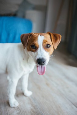 Sevimli köpek yavrusu Jack Russell Terrier evde, kameraya bakıyor. Küçük bir köpeğin portresi..