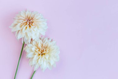 Pembe pastel arka planda harika krem Dahlia çiçekleri. Mesaj için yer. Düz yatıyordu. 