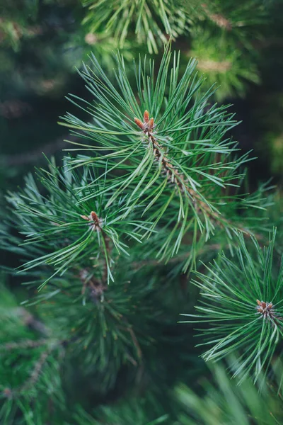 Branche Pin Pelucheux Fond Écran Noël Gros Plan — Photo