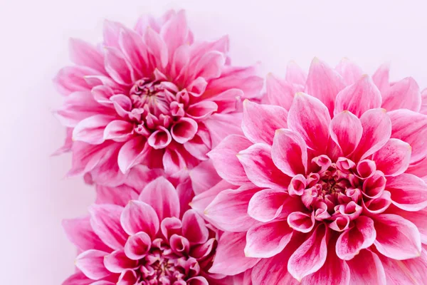Amazing Dahlia flowers on a pink pastel background. Floral background or wallpaper. Flat lay. Close-up.