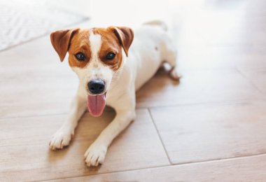 Sevimli köpek yavrusu Jack Russell Terrier evdeki ahşap zeminde yatıyor. Küçük bir köpeğin portresi..