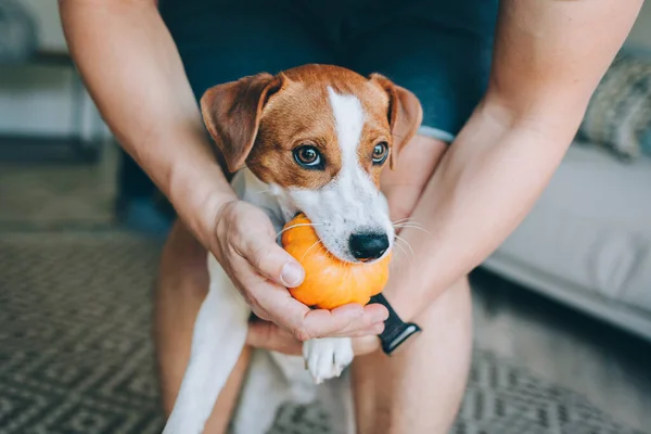 Chiot Mignon Jack Russell Terrier Son Propriétaire Jouant Avec Citrouille — Photo