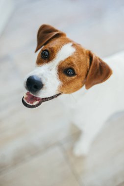 Sevimli köpek yavrusu Jack Russell Terrier evde, kameraya bakıyor. Küçük bir köpeğin portresi..