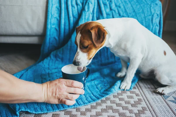 Şirin köpek yavrusu Jack Russell Terrier, mavi battaniyeli kanepenin yanındaki bardaktan süt içiyor..  