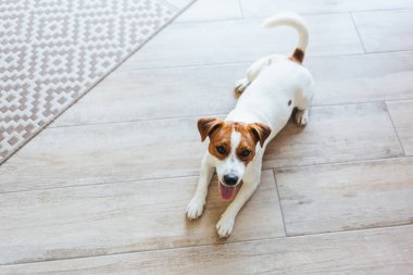 Sevimli köpek yavrusu Jack Russell Terrier evdeki ahşap zeminde yatıyor. Küçük bir köpeğin portresi..