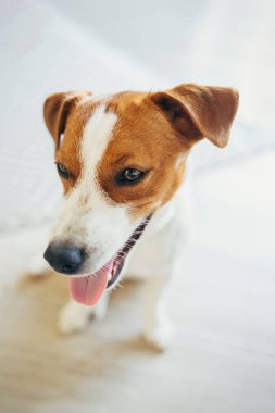 Sevimli köpek yavrusu Jack Russell Terrier evde. Küçük bir köpeğin portresi..