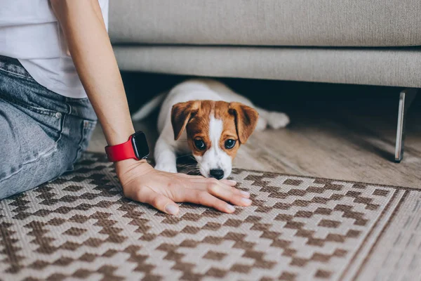 Imádnivaló Kiskutya Jack Russell Terrier Capet Játszik Tulajdonos Egy Kiskutya — Stock Fotó