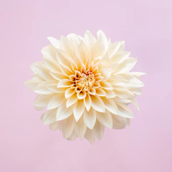 Pembe pastel arka planda harika krem Dahlia çiçeği. Mesaj için yer. Düz yatıyordu. Yakın plan..