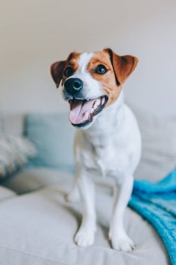 Mavi battaniyeli kanepede oturan şirin köpek yavrusu Jack Russell Terrier. Küçük bir köpeğin portresi..