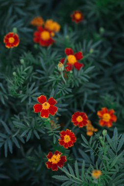 Koyu yeşil arka planda parlak turuncu kadife çiçekleri (Tagetes patula). Yakın plan.. 
