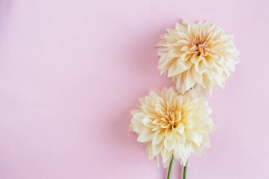 Pembe pastel arka planda harika krem Dahlia çiçekleri. Mesaj için yer. Düz yatıyordu. 