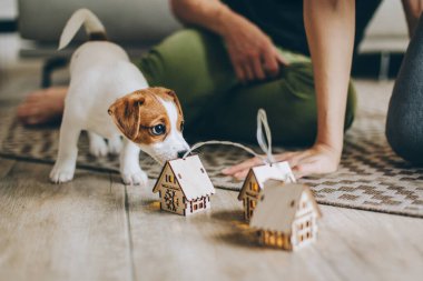 Capet 'te oyuncaklarla oynayan sevimli köpek yavrusu Jack Russell Terrier. Küçük bir köpeğin portresi..