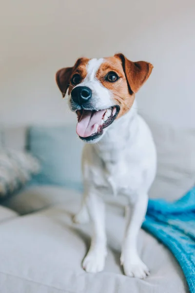 Roztomilé Štěně Jack Russell Terrier Pohovce Modrou Přikrývkou Portrét Malého — Stock fotografie