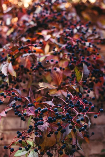 Belles Branches Raisins Parthenocissus Quinquefolia Avec Des Feuilles Rouges Des — Photo