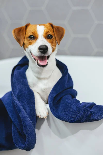Banyoda mavi havlusu olan şirin köpek yavrusu Jack Russell Terrier. Küçük bir köpeğin portresi..