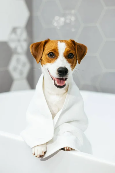 Banyoda havluyla banyo bekleyen şirin köpek yavrusu Jack Russell Terrier. Küçük bir köpeğin portresi..