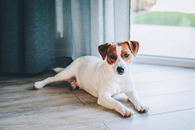 Sevimli köpek yavrusu Jack Russell Terrier pencerenin yanındaki ahşap zeminde yatıyor. Küçük bir köpeğin portresi..